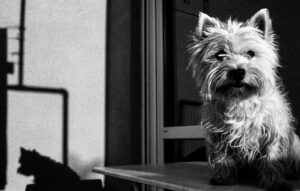 tangent in real life